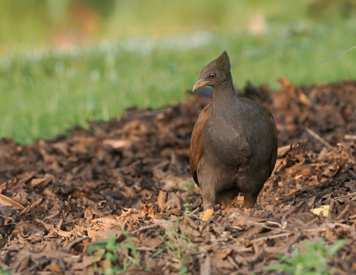 Mégapode de Reinwardt - ML644397975