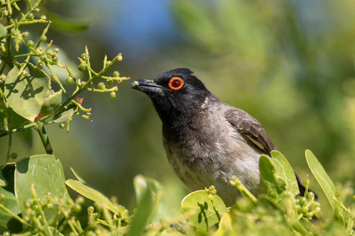 Bulbul brunoir - ML644397977