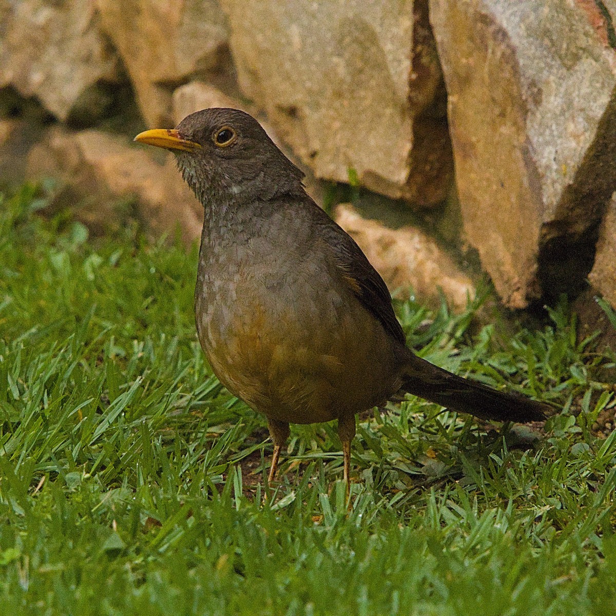 Karoo Thrush - ML644397978