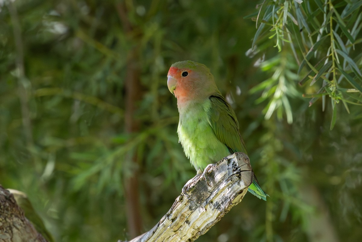 Rosy-faced Lovebird - ML644397980