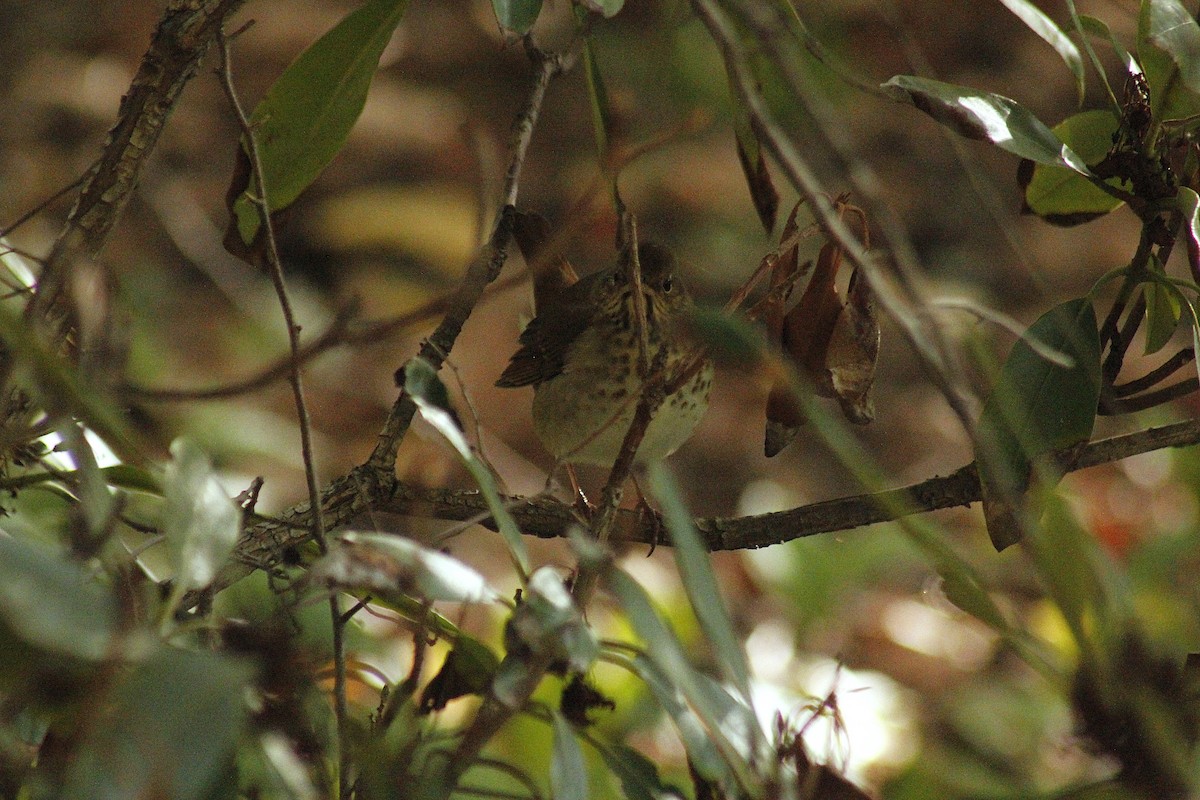 Hermit Thrush - ML644397991