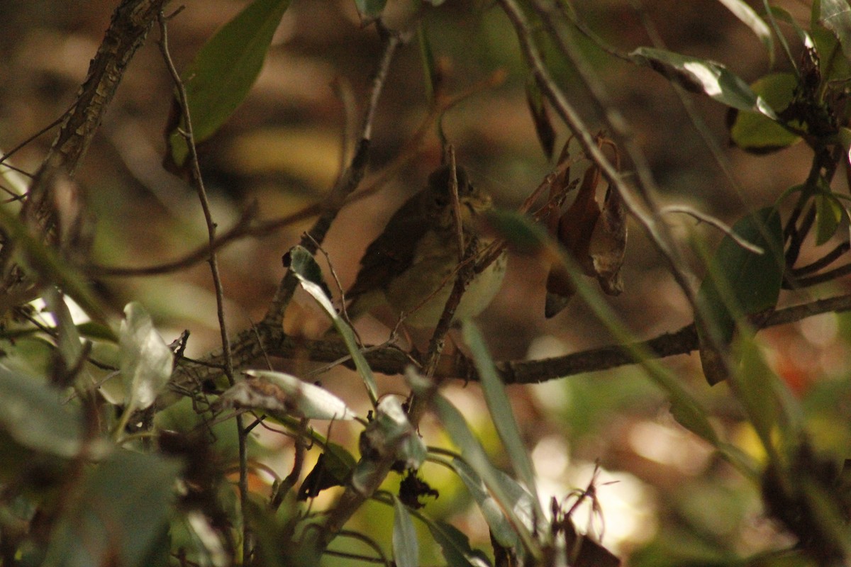 Hermit Thrush - ML644397992