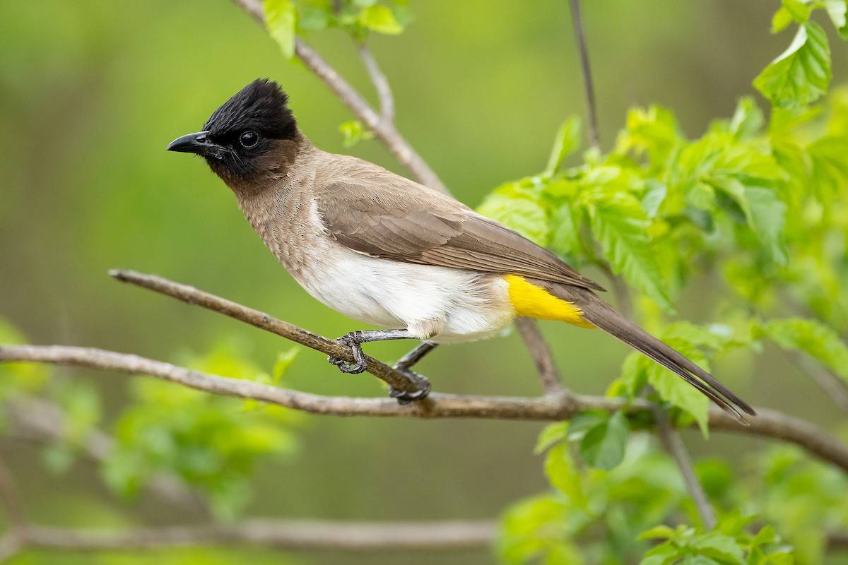 Common Bulbul (Dark-capped) - ML644398003