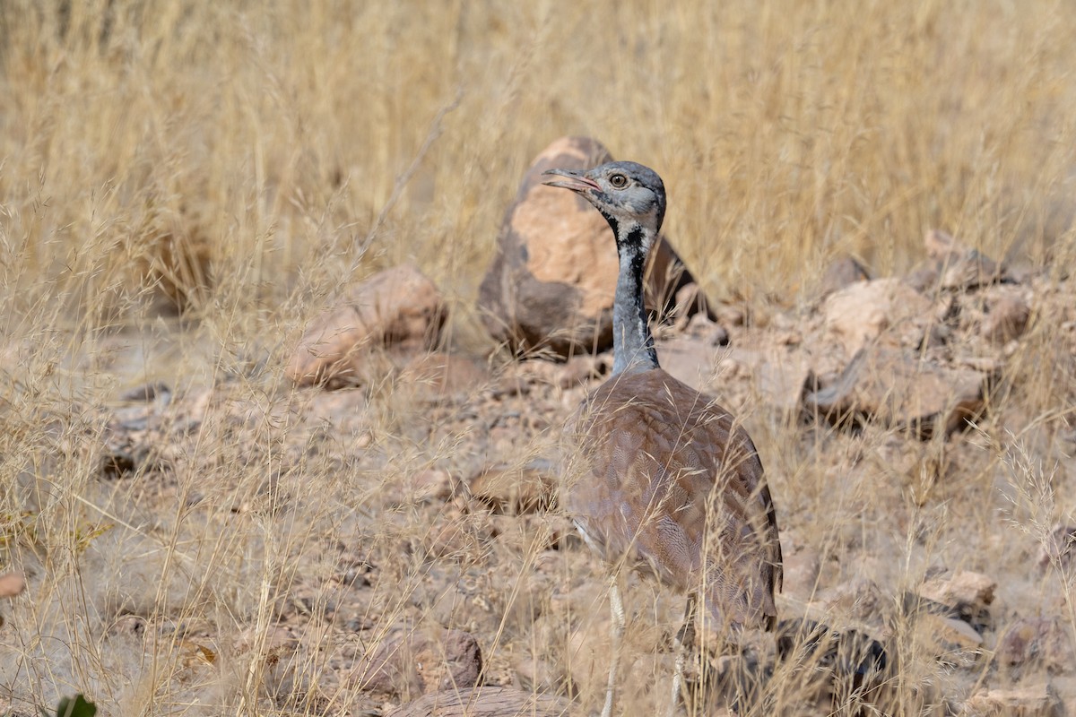 Rüppell's Bustard - ML644398024
