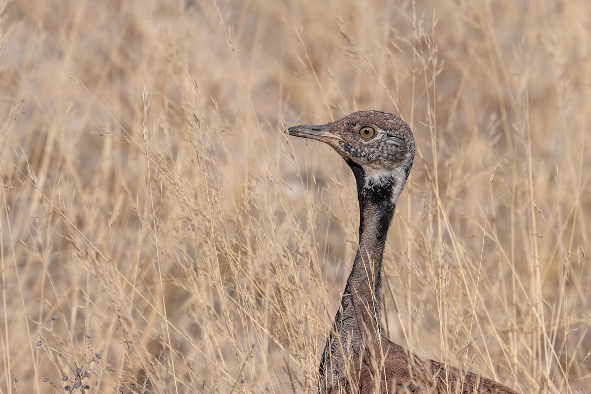 Rüppell's Bustard - ML644398025