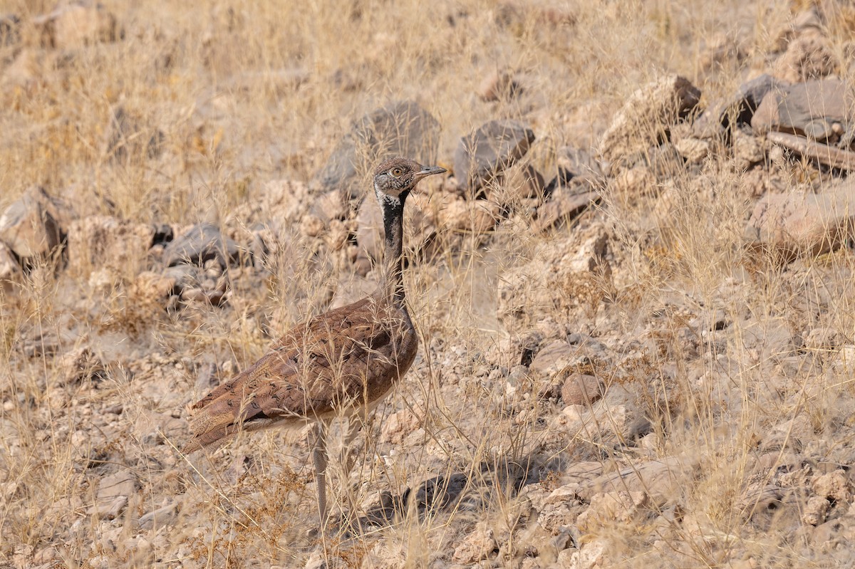 Rüppell's Bustard - ML644398026