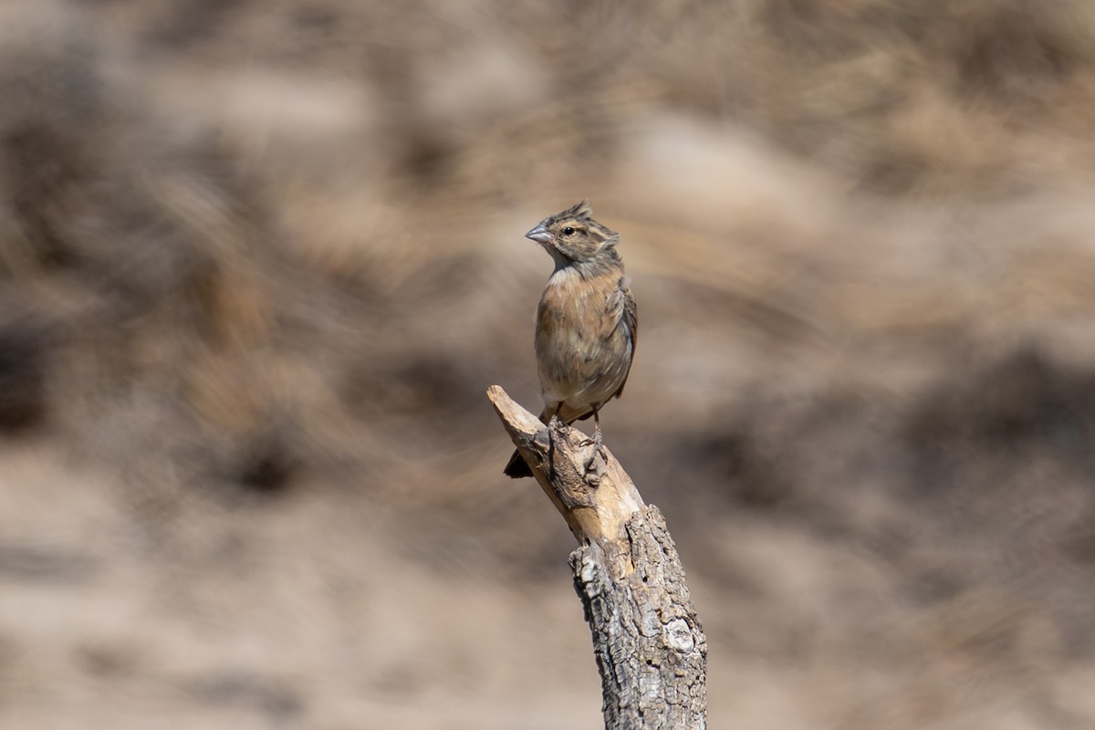 Lark-like Bunting - ML644398035