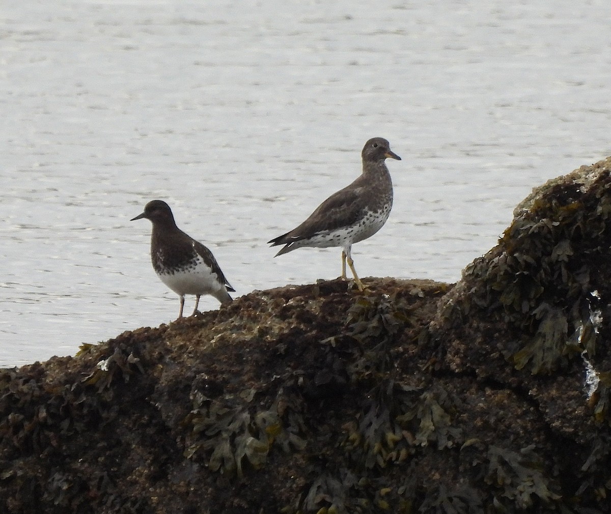 アライソシギ - ML644398047