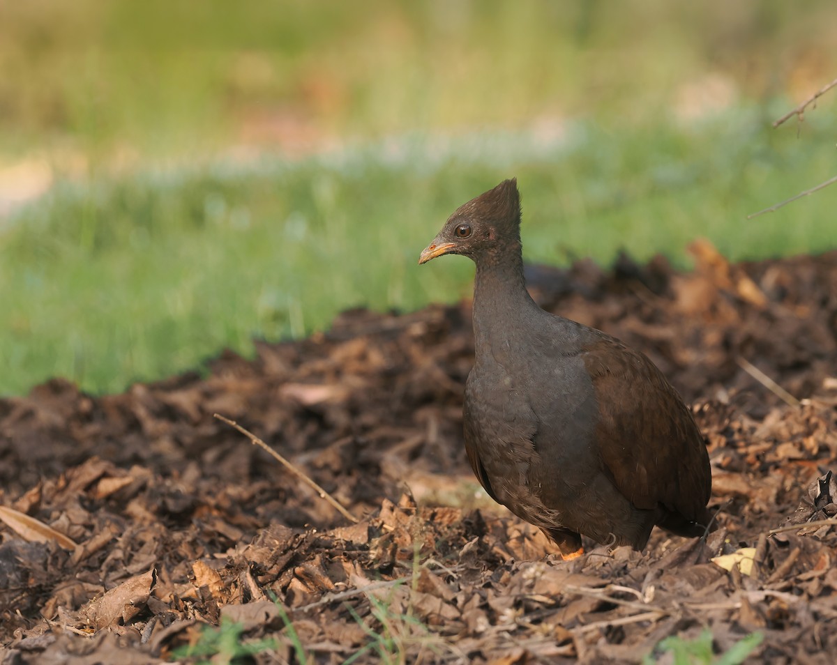 Mégapode de Reinwardt - ML644398068