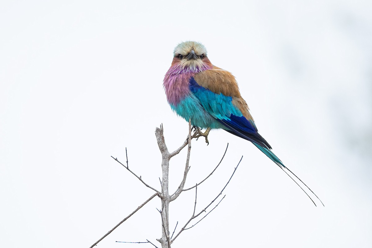 Lilac-breasted Roller - ML644398092