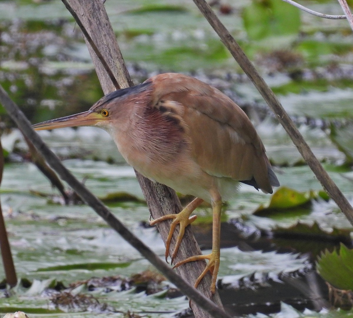 ヨシゴイ - ML644398093