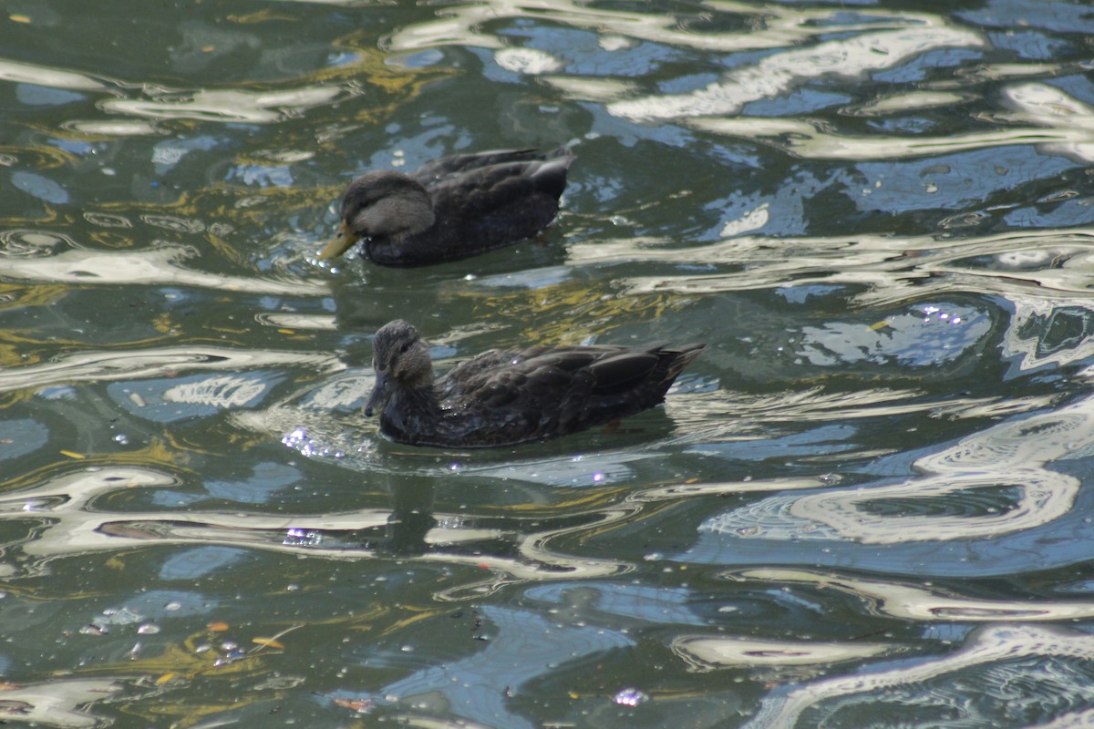 American Black Duck - ML644398098