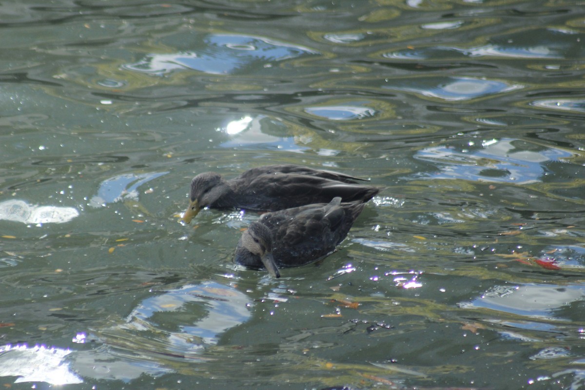 American Black Duck - ML644398100