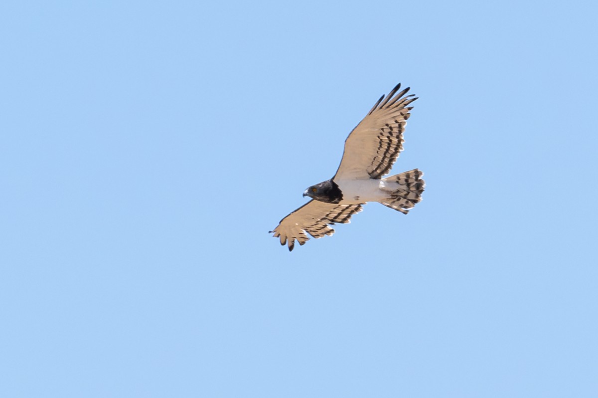 Black-chested Snake-Eagle - ML644398104