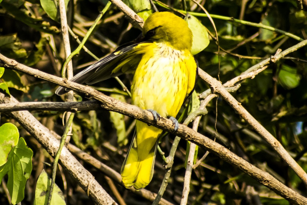 זהבן הודי - ML644398106