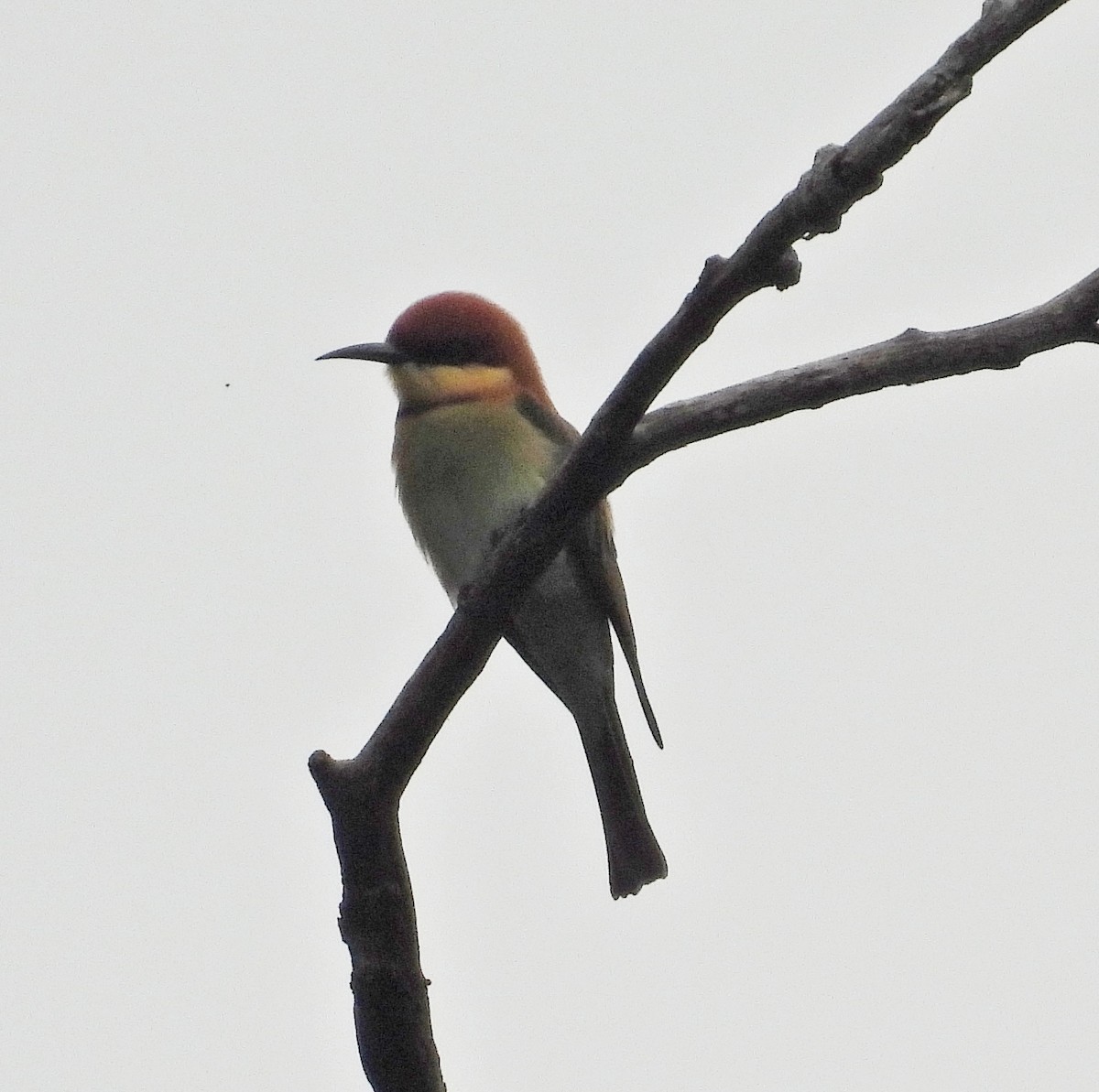 Chestnut-headed Bee-eater - ML644398107