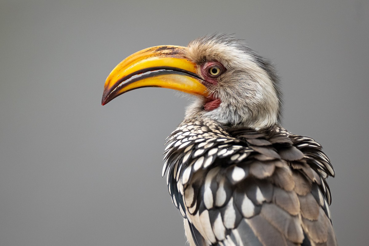 Southern Yellow-billed Hornbill - ML644398119