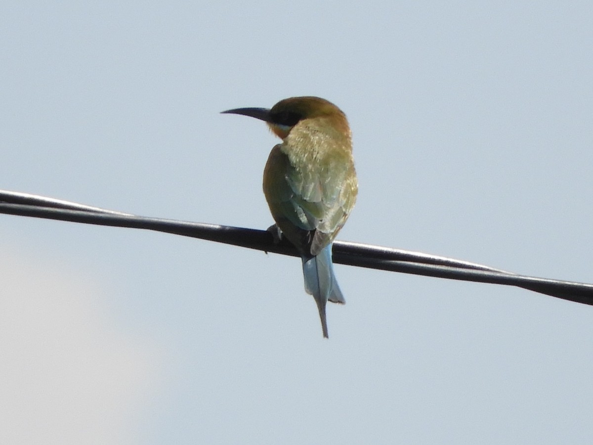Blue-tailed Bee-eater - ML644398121