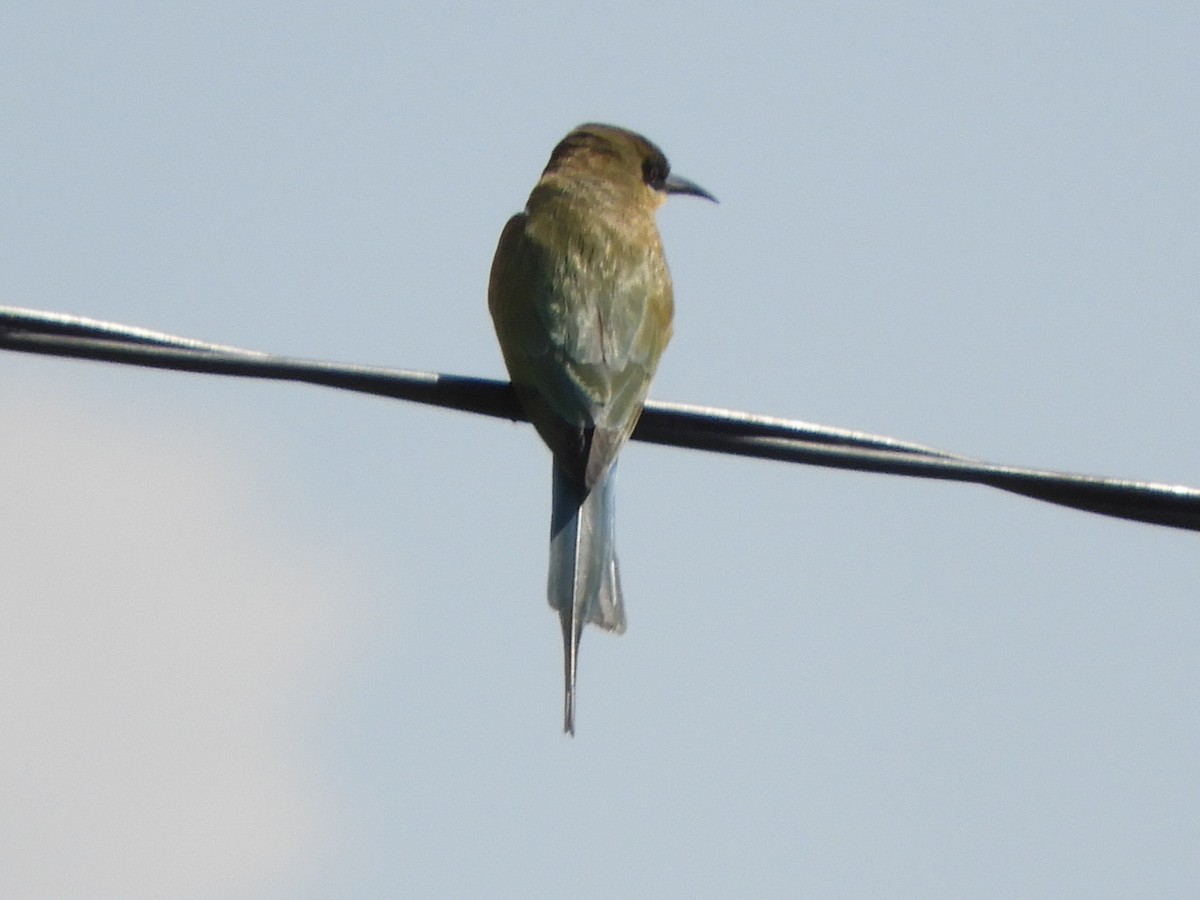 Blue-tailed Bee-eater - ML644398122