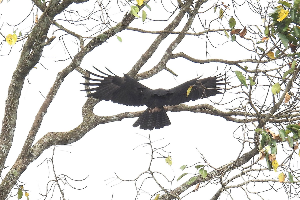 Орел чорний - ML644398126