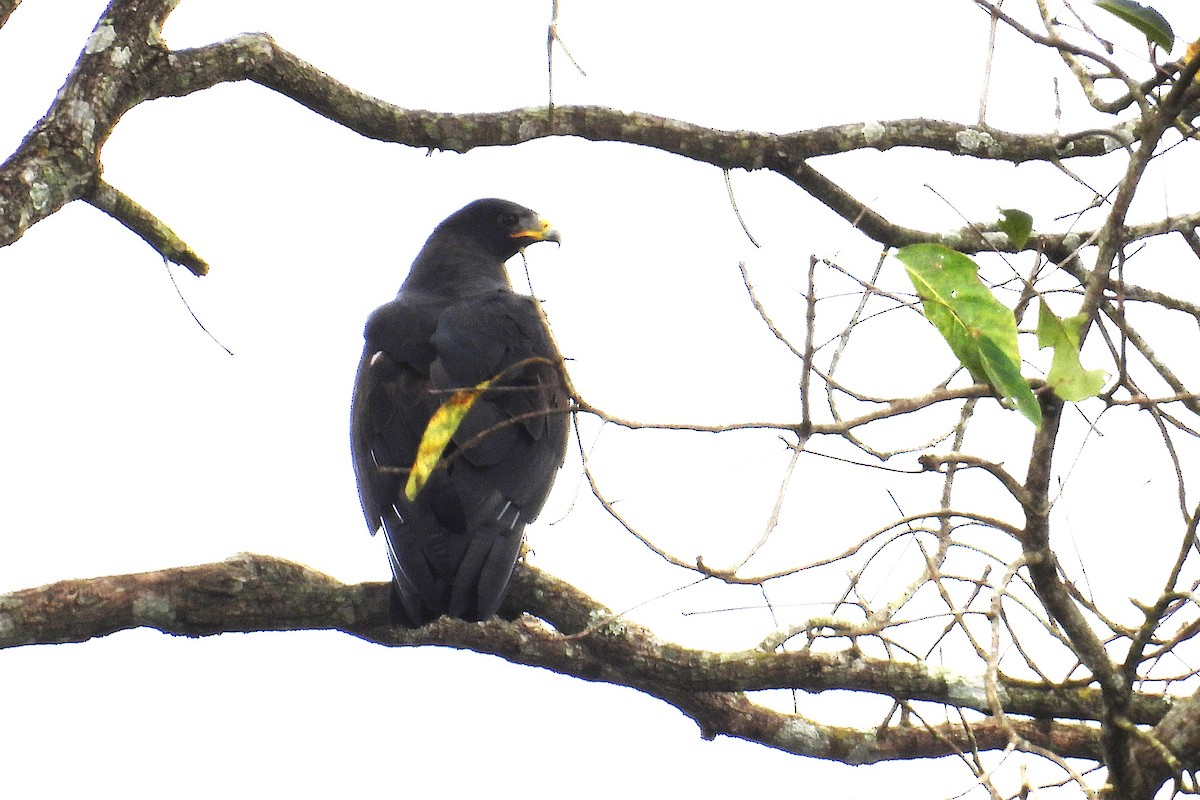 Орел чорний - ML644398127