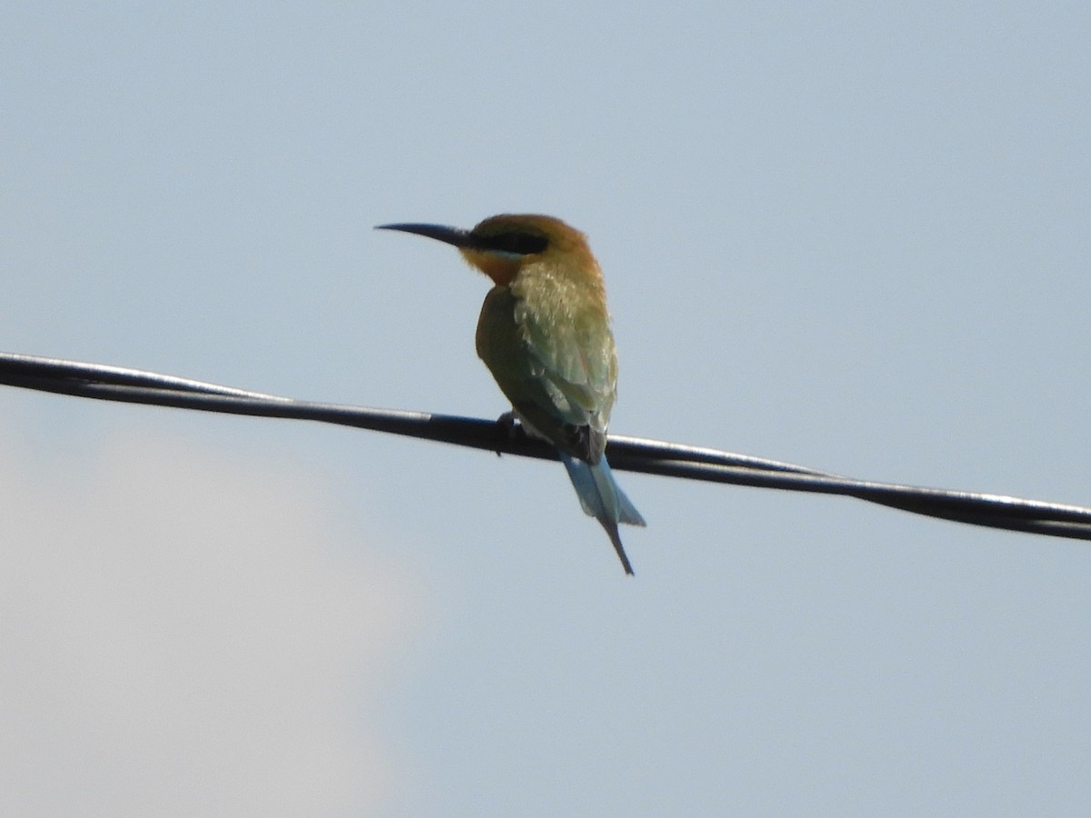 Blue-tailed Bee-eater - ML644398128