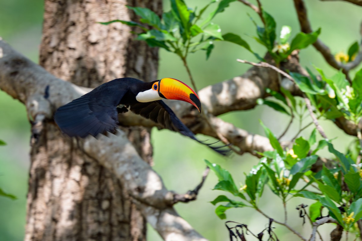 オニオオハシ - ML644398129