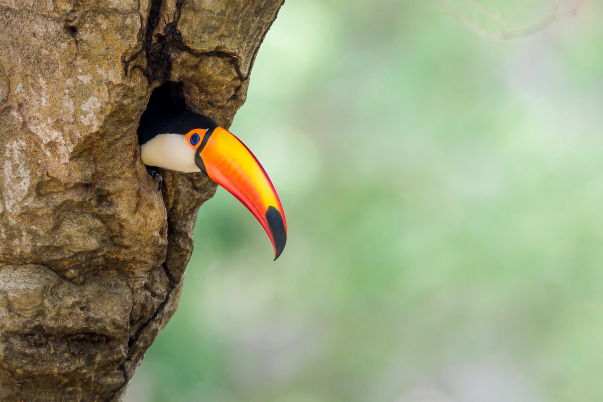 オニオオハシ - ML644398130