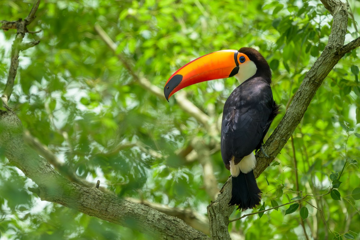 オニオオハシ - ML644398131