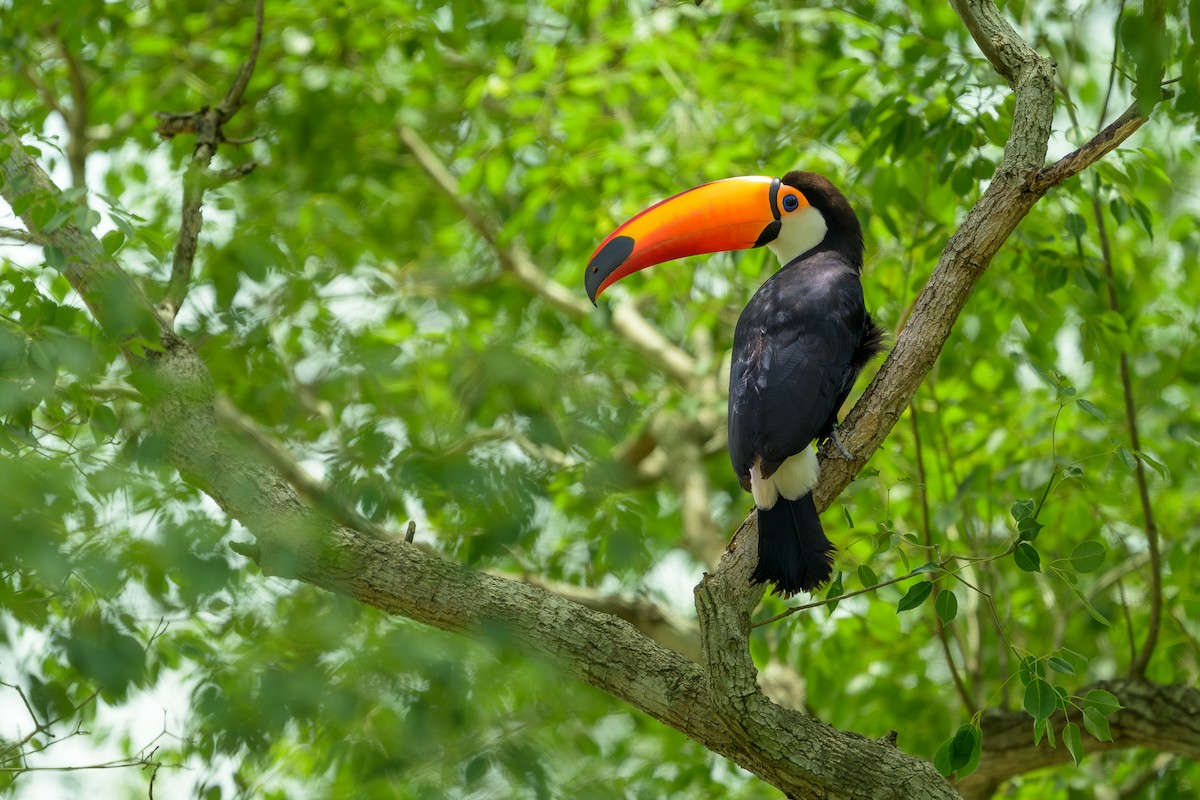 オニオオハシ - ML644398132