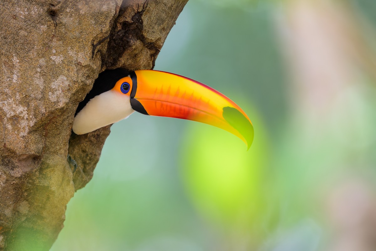 オニオオハシ - ML644398134