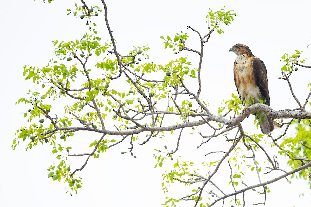 African Hawk-Eagle - ML644398144