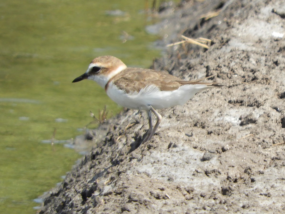 Javan Plover - ML644398146