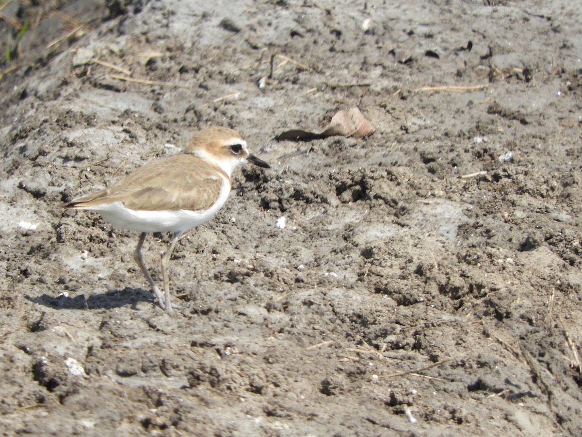 Javan Plover - ML644398147