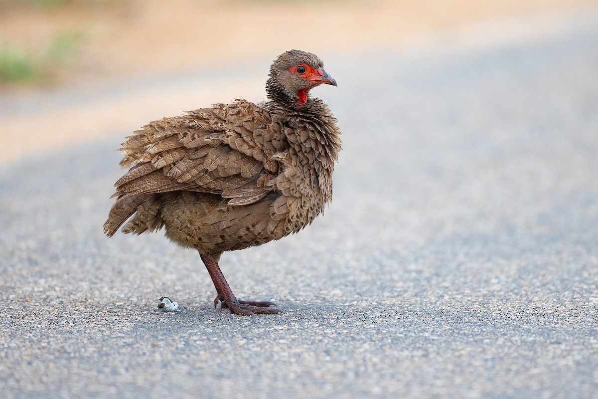 Dere Turacı - ML644398154