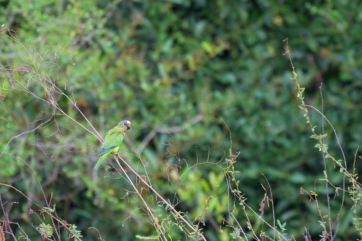 Peach-fronted Parakeet - ML644398155