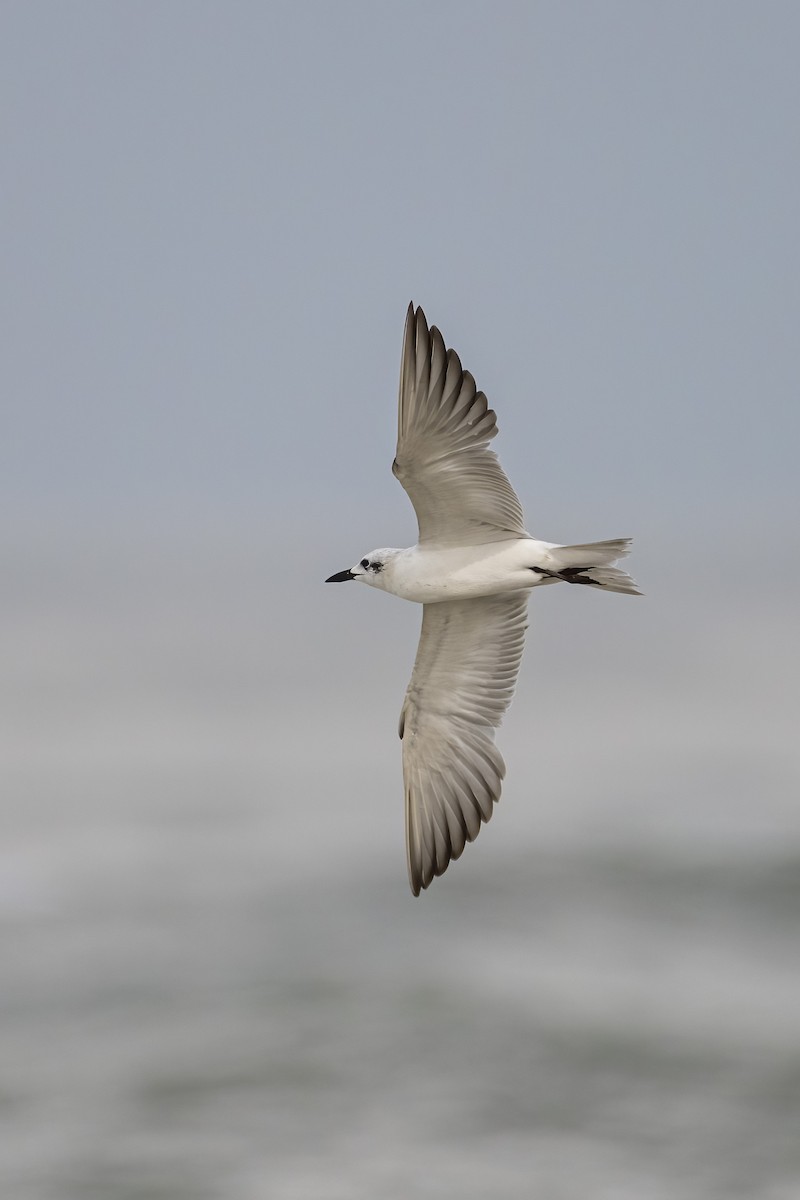 Lachseeschwalbe - ML644398160