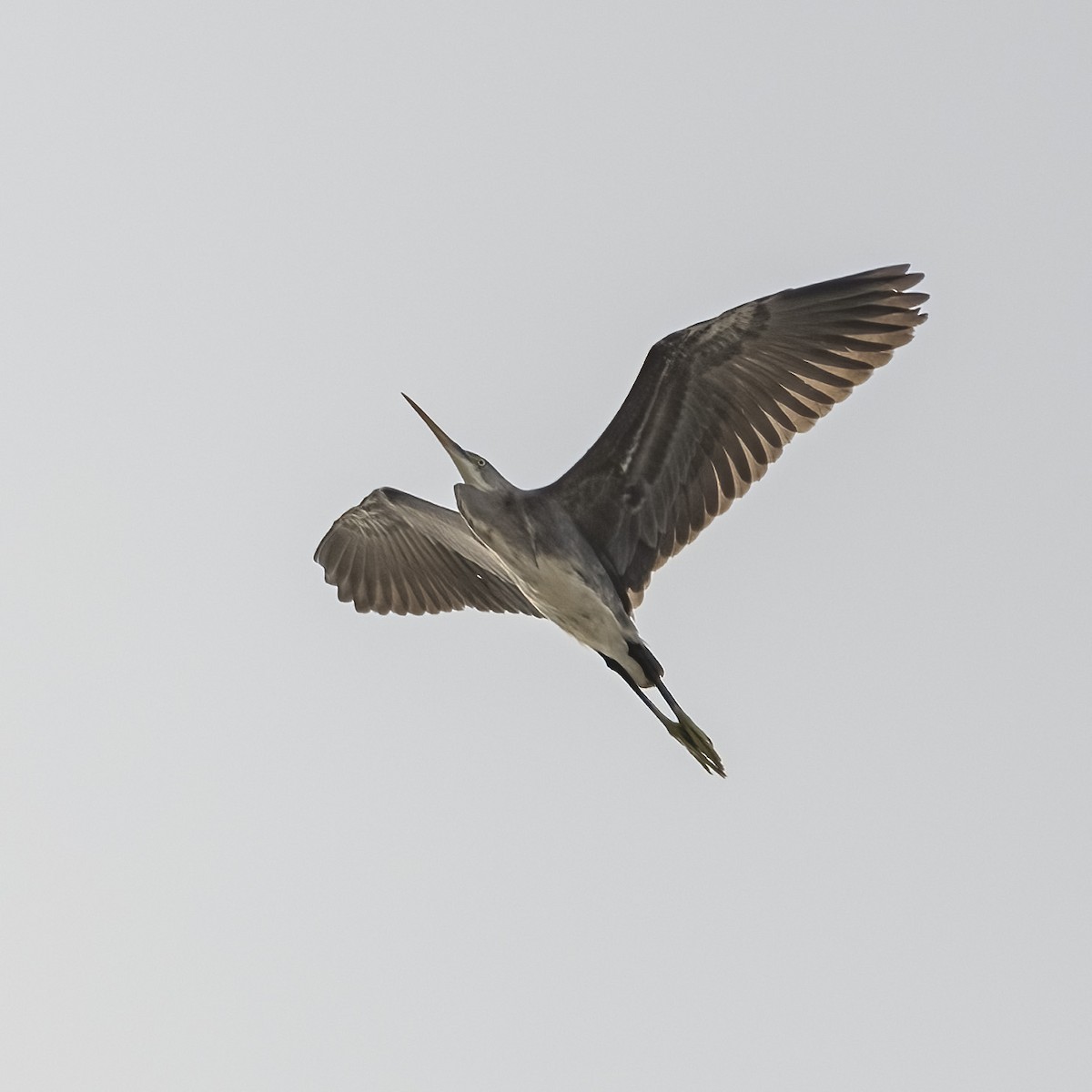 Western Reef-Heron - ML644398171