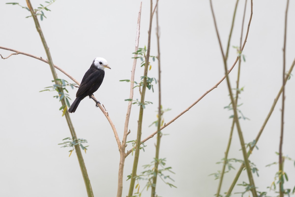 White-headed Marsh Tyrant - ML644398177