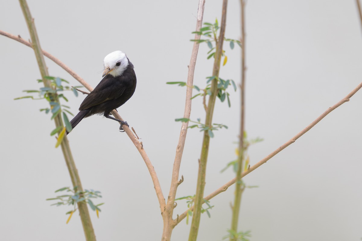 White-headed Marsh Tyrant - ML644398178