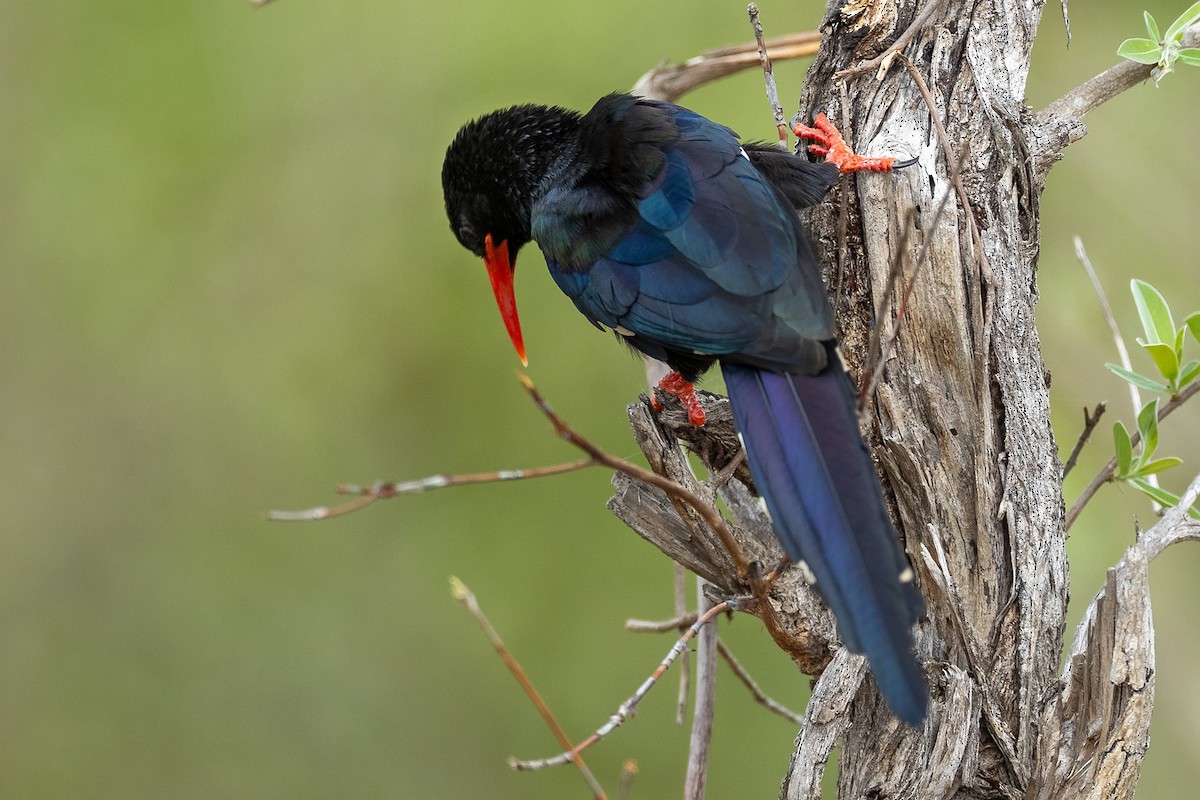 Слотняк пурпуровий - ML644398179