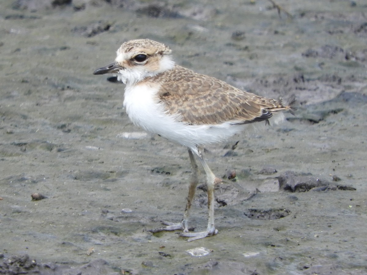 Javan Plover - ML644398181
