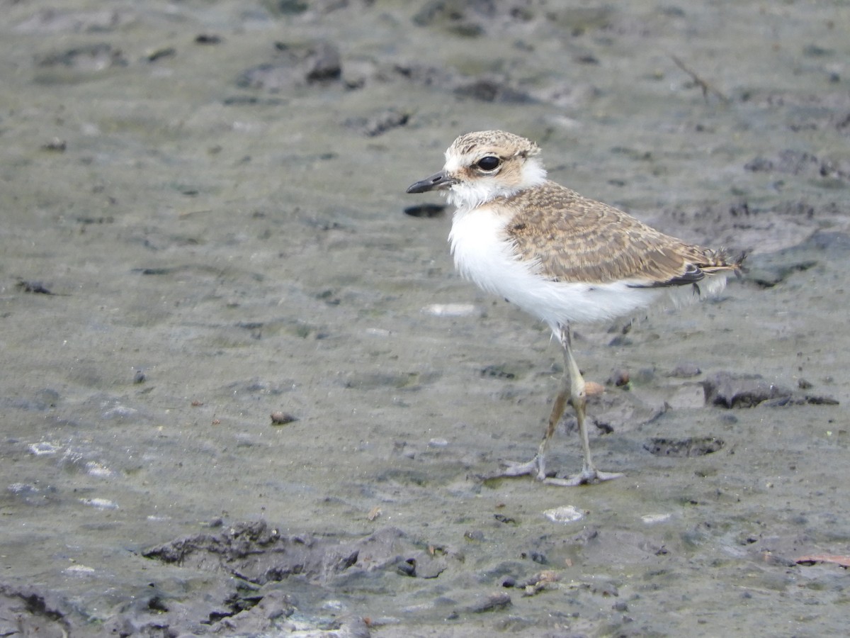 Javan Plover - ML644398182
