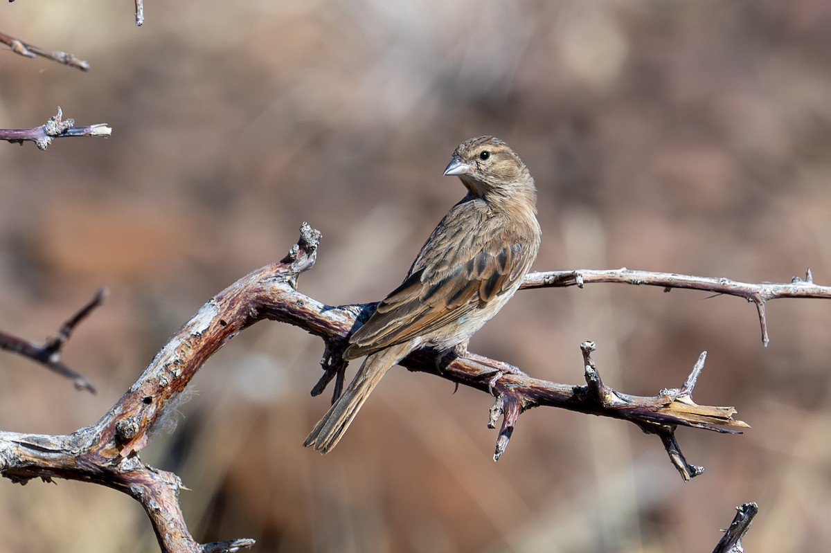 Lark-like Bunting - ML644398189