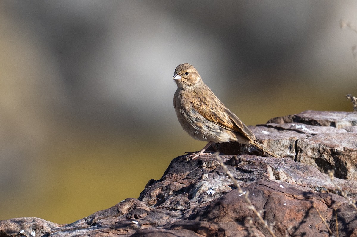 Lark-like Bunting - ML644398190