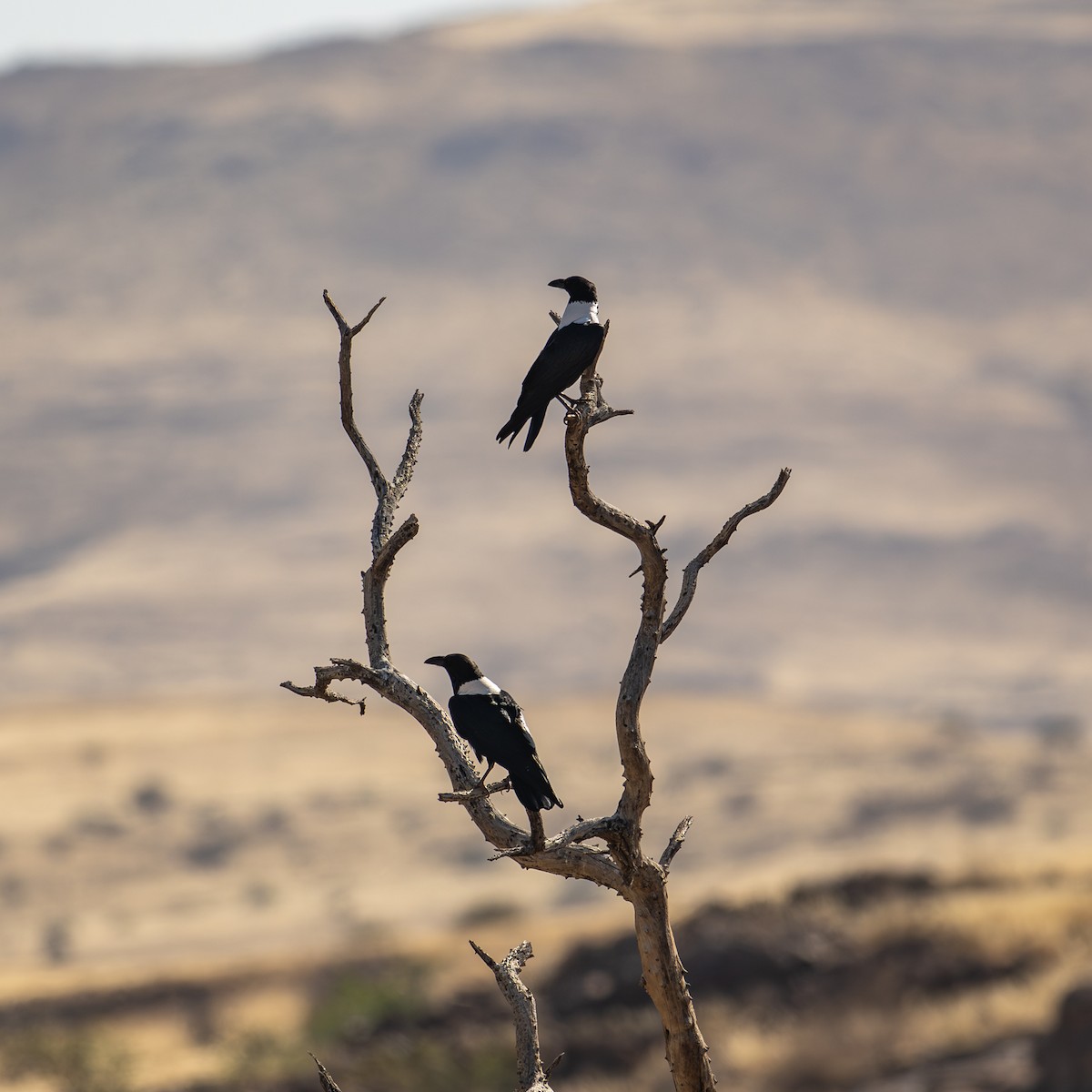 vrána černobílá - ML644398196