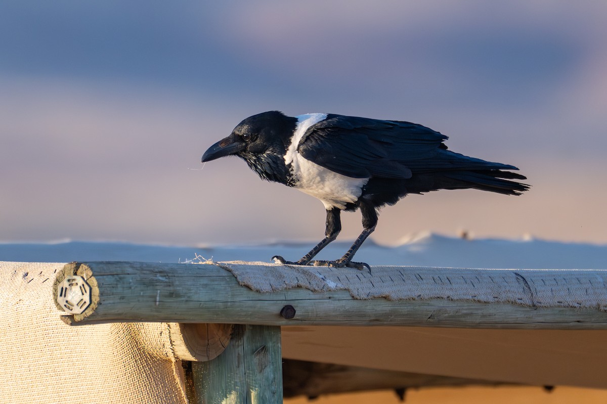 vrána černobílá - ML644398197