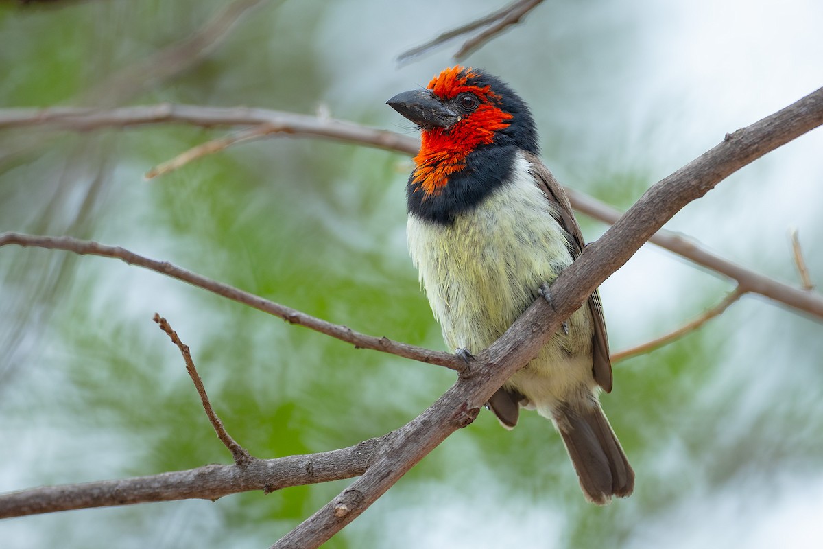 Kara Kolyeli Barbet - ML644398199