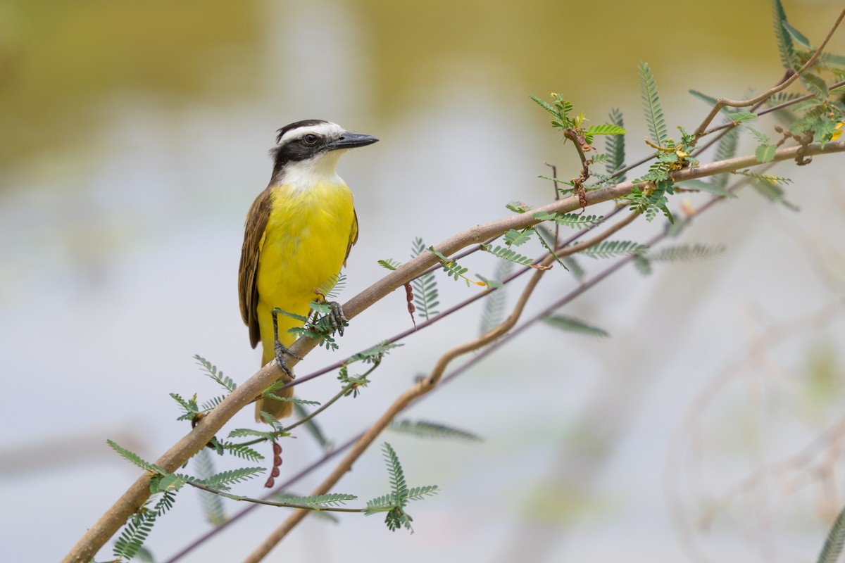 Great Kiskadee - ML644398205