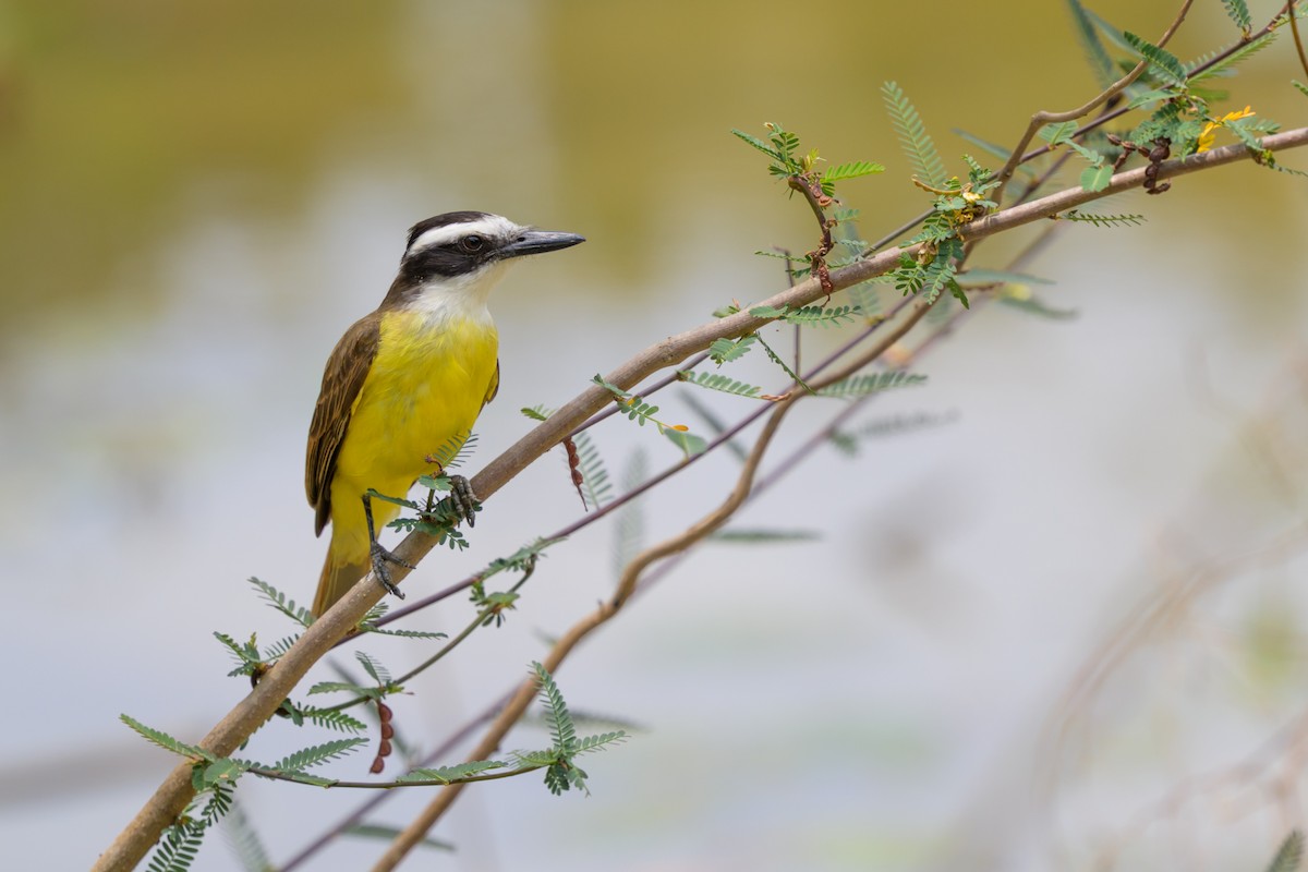 Great Kiskadee - ML644398206